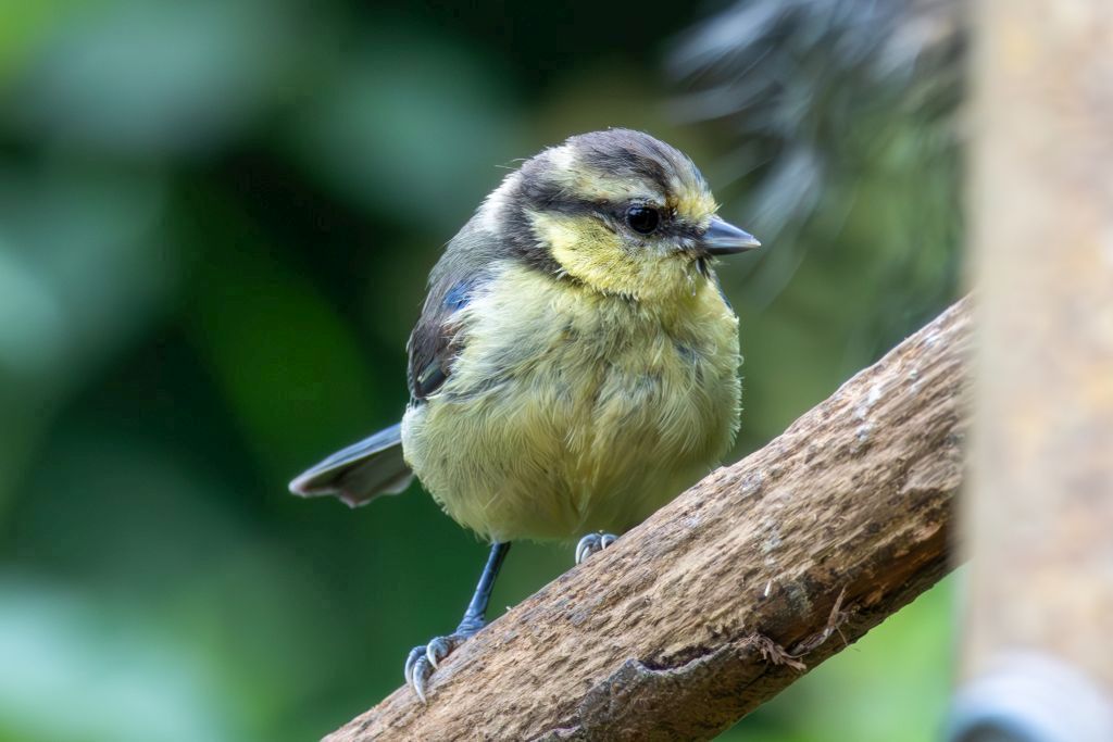 Eurasian Blue Tit (Cyanistes caeruleus) Juvenile